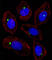 PCM1 antibody, abx033428, Abbexa, Western Blot image 