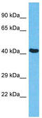 Polycomb protein EED antibody, TA343424, Origene, Western Blot image 