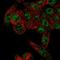 Rh Family B Glycoprotein (Gene/Pseudogene) antibody, HPA042726, Atlas Antibodies, Immunocytochemistry image 