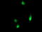 Regulator of G-protein signaling 16 antibody, TA503989, Origene, Immunofluorescence image 
