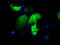 Immunoglobulin Binding Protein 1 antibody, TA501193, Origene, Immunofluorescence image 