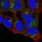 Proline Rich 36 antibody, HPA062741, Atlas Antibodies, Immunocytochemistry image 