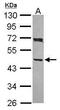 Alpha-centractin antibody, GTX115348, GeneTex, Western Blot image 