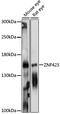 Zinc Finger Protein 423 antibody, 16-236, ProSci, Western Blot image 