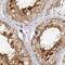 HDJ2 antibody, HPA001306, Atlas Antibodies, Immunohistochemistry frozen image 