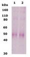 MSL-1 antibody, TA309784, Origene, Western Blot image 