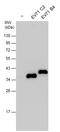 Enterovirus antibody, GTX132600, GeneTex, Western Blot image 