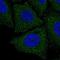 Limb And CNS Expressed 1 Like antibody, NBP2-57344, Novus Biologicals, Immunocytochemistry image 