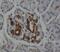 Caspase-4 antibody, FNab01291, FineTest, Immunohistochemistry frozen image 