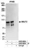 Zinc Finger CCCH-Type Containing 14 antibody, A303-992A, Bethyl Labs, Immunoprecipitation image 