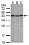 Zinc Finger CCCH-Type Containing 8 antibody, GTX107008, GeneTex, Western Blot image 