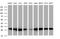 Proteasome Subunit Alpha 2 antibody, MA5-26149, Invitrogen Antibodies, Western Blot image 