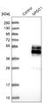 Neural Proliferation, Differentiation And Control 1 antibody, HPA008189, Atlas Antibodies, Western Blot image 