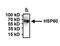 Heat Shock Protein Family D (Hsp60) Member 1 antibody, MA3-012, Invitrogen Antibodies, Immunoprecipitation image 