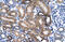 Zinc Finger Protein 75D antibody, 28-366, ProSci, Immunohistochemistry frozen image 