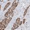WASH complex subunit CCDC53 antibody, HPA038339, Atlas Antibodies, Immunohistochemistry frozen image 