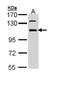 RNA Binding Motif Protein 28 antibody, NBP1-32908, Novus Biologicals, Western Blot image 