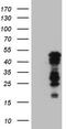 Basic Helix-Loop-Helix Family Member E41 antibody, TA806146S, Origene, Western Blot image 