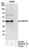 Chromosome 9 Open Reading Frame 78 antibody, A304-613A, Bethyl Labs, Immunoprecipitation image 