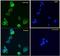 Doublecortin antibody, orb22535, Biorbyt, Immunofluorescence image 