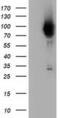 Phosphoinositide 3-kinase adapter protein 1 antibody, MA5-25264, Invitrogen Antibodies, Western Blot image 