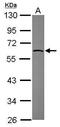 Nectin Cell Adhesion Molecule 2 antibody, PA5-29757, Invitrogen Antibodies, Western Blot image 