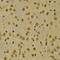 Histone Cluster 3 H3 antibody, orb167161, Biorbyt, Immunohistochemistry paraffin image 