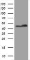 Plasminogen activator inhibitor 1 RNA-binding protein antibody, CF800707, Origene, Western Blot image 