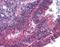 Anaphase-promoting complex subunit 1 antibody, GTX85615, GeneTex, Immunohistochemistry paraffin image 