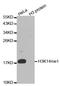 Neural Precursor Cell Expressed, Developmentally Down-Regulated 9 antibody, orb167180, Biorbyt, Western Blot image 