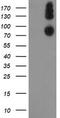 Prolyl 3-Hydroxylase 1 antibody, TA505089S, Origene, Western Blot image 