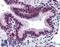 Mucin 13, Cell Surface Associated antibody, LS-A8191, Lifespan Biosciences, Immunohistochemistry paraffin image 