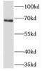Phosphatase And Actin Regulator 1 antibody, FNab06370, FineTest, Western Blot image 