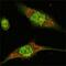 Mitogen-Activated Protein Kinase 1 antibody, MA5-15304, Invitrogen Antibodies, Immunofluorescence image 