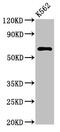 Methionyl-tRNA synthetase, mitochondrial antibody, CSB-PA836221LA01HU, Cusabio, Western Blot image 