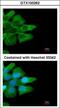 Low affinity immunoglobulin gamma Fc region receptor II-b antibody, GTX100262, GeneTex, Immunofluorescence image 