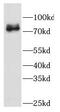 GLGB antibody, FNab03371, FineTest, Western Blot image 