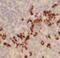 Killer Cell Lectin Like Receptor D1 antibody, FNab01509, FineTest, Immunohistochemistry frozen image 
