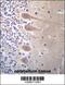 Zinc Finger Protein 764 antibody, 57-016, ProSci, Immunohistochemistry paraffin image 