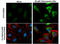 GABA Type A Receptor Associated Protein Like 1 antibody, GTX132664, GeneTex, Immunocytochemistry image 