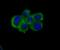 Nectin Cell Adhesion Molecule 2 antibody, NBP2-76852, Novus Biologicals, Immunofluorescence image 
