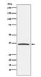 E2F Transcription Factor 6 antibody, M05062, Boster Biological Technology, Western Blot image 