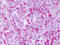G Protein-Coupled Receptor 139 antibody, TA340647, Origene, Immunohistochemistry paraffin image 