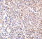 Lymphocyte antigen 96 antibody, PM-4845, ProSci Inc, Immunohistochemistry paraffin image 