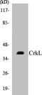 CRK Like Proto-Oncogene, Adaptor Protein antibody, EKC1143, Boster Biological Technology, Western Blot image 