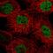 Parkin Coregulated Like antibody, HPA054666, Atlas Antibodies, Immunofluorescence image 