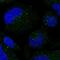 Small Integral Membrane Protein 3 antibody, PA5-67381, Invitrogen Antibodies, Immunofluorescence image 