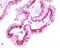Metallothionein 2A antibody, PA1-32563, Invitrogen Antibodies, Immunohistochemistry frozen image 