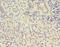 Gap Junction Protein Beta 5 antibody, LS-C369676, Lifespan Biosciences, Immunohistochemistry paraffin image 