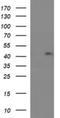 Ras association domain-containing protein 8 antibody, NBP2-45530, Novus Biologicals, Western Blot image 